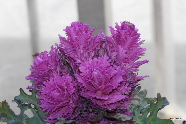 f:id:mimozaai:20190301210230j:plain f:id:mimozaai:20190301210230j:plain