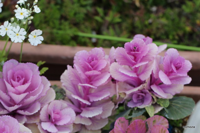 f:id:mimozaai:20190318210844j:plain f:id:mimozaai:20190318210844j:plain