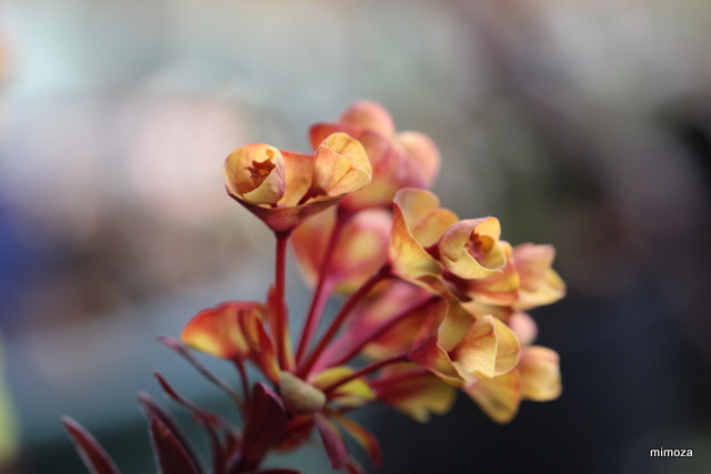 f:id:mimozaai:20190318211007j:plain f:id:mimozaai:20190318211007j:plain
