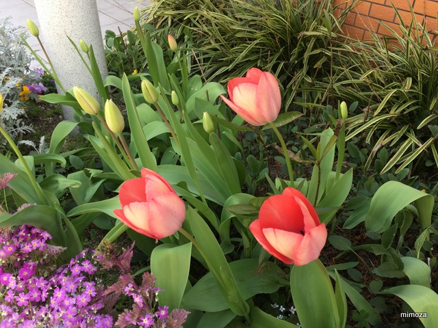 f:id:mimozaai:20190408220513j:plain