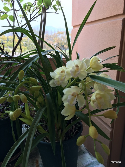 f:id:mimozaai:20190408220523j:plain