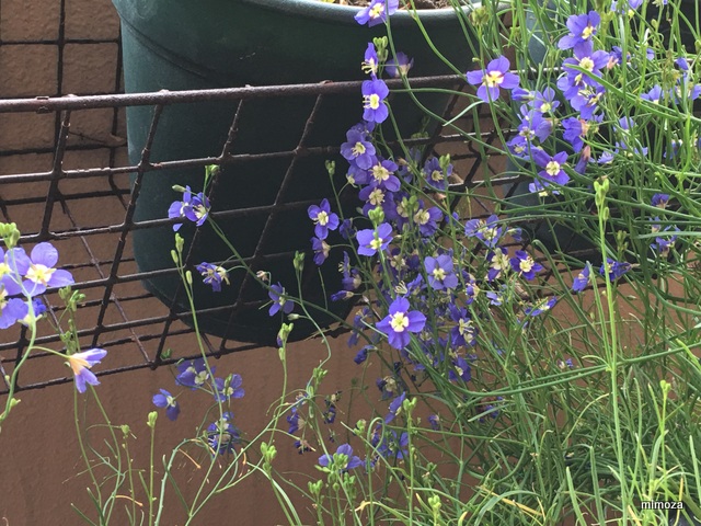 f:id:mimozaai:20190408220534j:plain