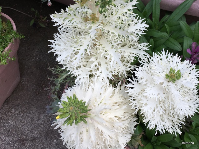 f:id:mimozaai:20190408220549j:plain
