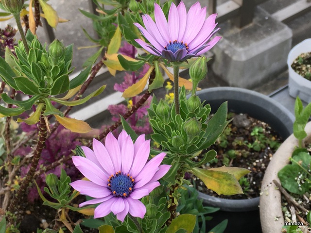 f:id:mimozaai:20190408220640j:plain