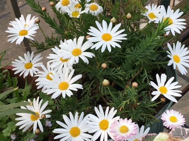 f:id:mimozaai:20190408220653j:plain