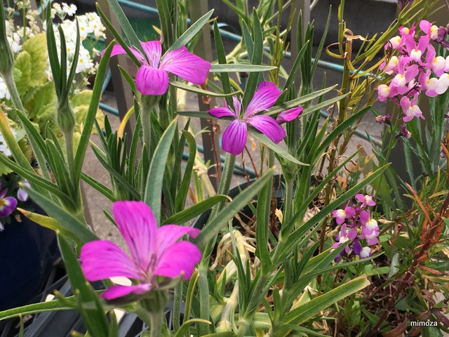 f:id:mimozaai:20190408220703j:plain