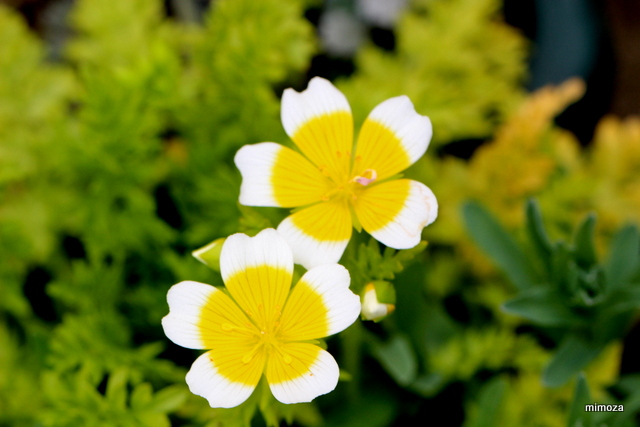 f:id:mimozaai:20190408221008j:plain