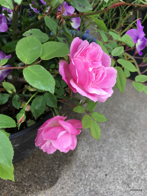 f:id:mimozaai:20190414195023j:plain