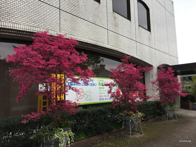 f:id:mimozaai:20190414195243j:plain