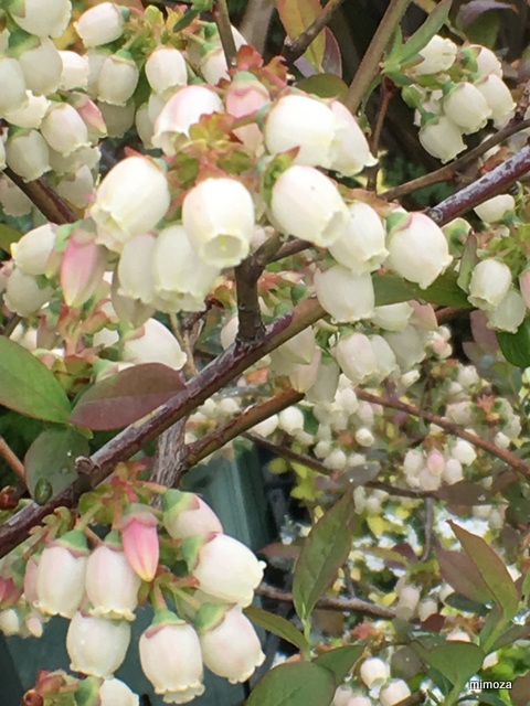 f:id:mimozaai:20190414195436j:plain