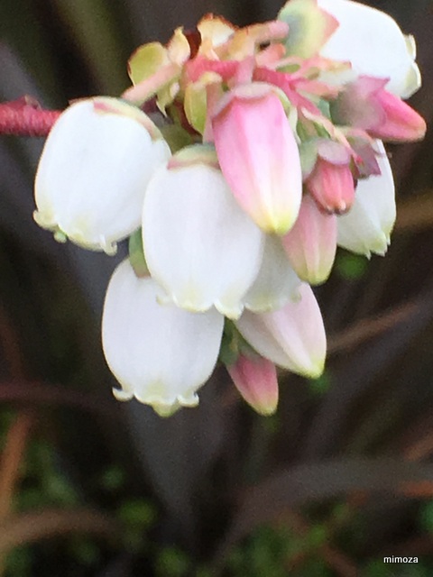 f:id:mimozaai:20190414195650j:plain