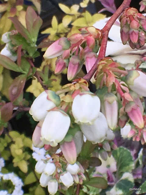 f:id:mimozaai:20190414195937j:plain