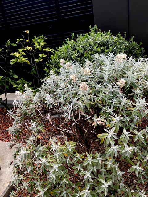 f:id:mimozaai:20190414200419j:plain