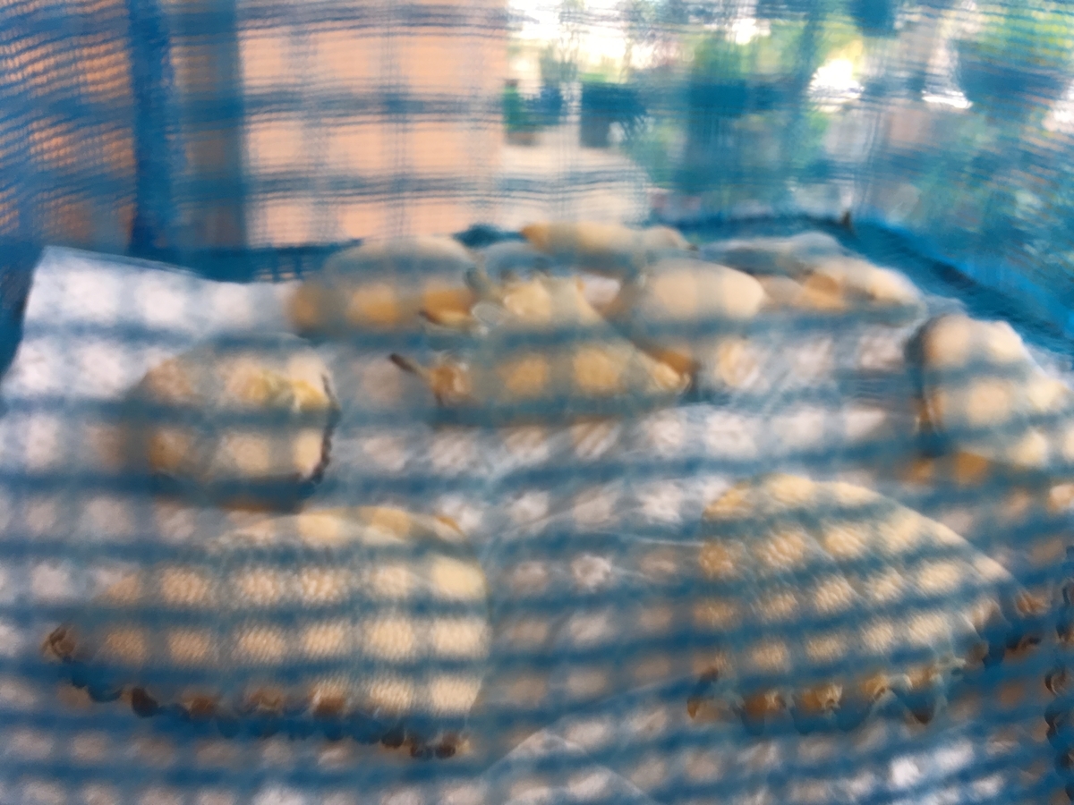 f:id:mimozaai:20190417201625j:plain