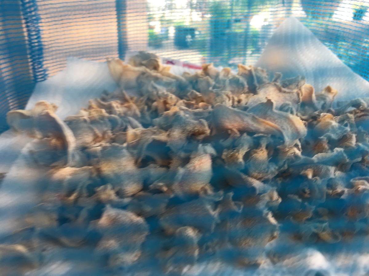 f:id:mimozaai:20190417201657j:plain