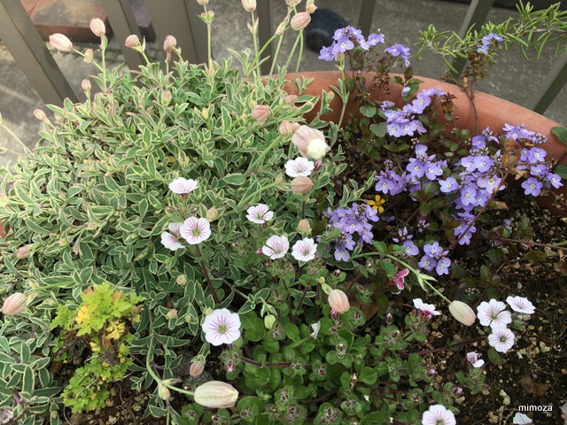 f:id:mimozaai:20190418221625j:plain