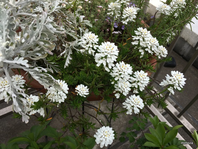 f:id:mimozaai:20190418221638j:plain