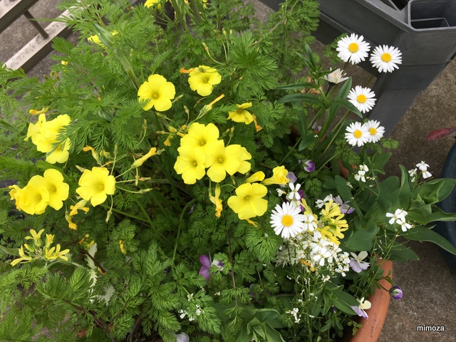 f:id:mimozaai:20190418221651j:plain