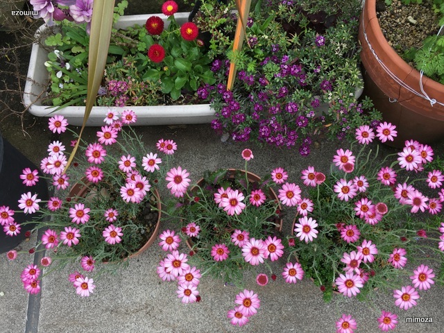 f:id:mimozaai:20190418221740j:plain