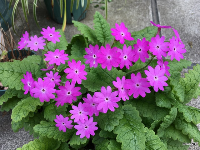 f:id:mimozaai:20190418221835j:plain