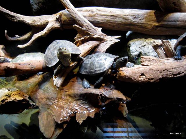 f:id:mimozaai:20190428205643j:plain