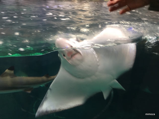 f:id:mimozaai:20190428205659j:plain