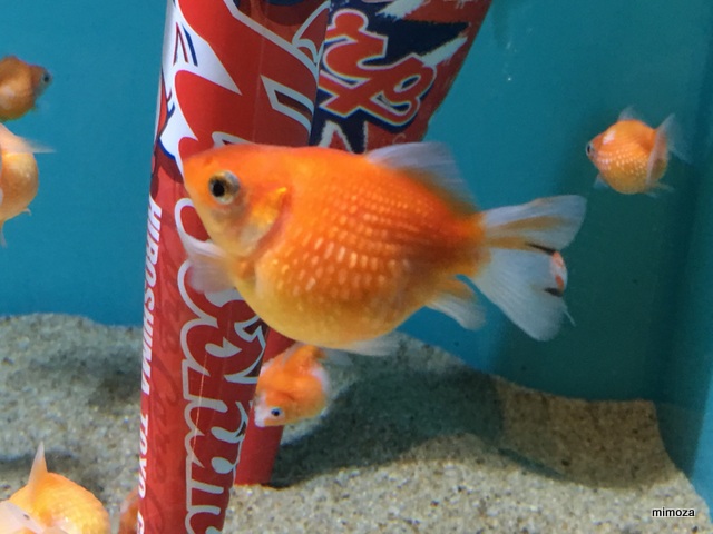 f:id:mimozaai:20190428205805j:plain