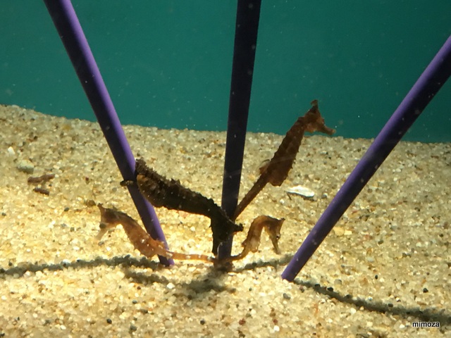 f:id:mimozaai:20190428205848j:plain