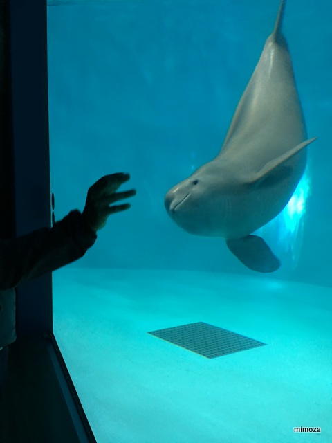 f:id:mimozaai:20190428205915j:plain