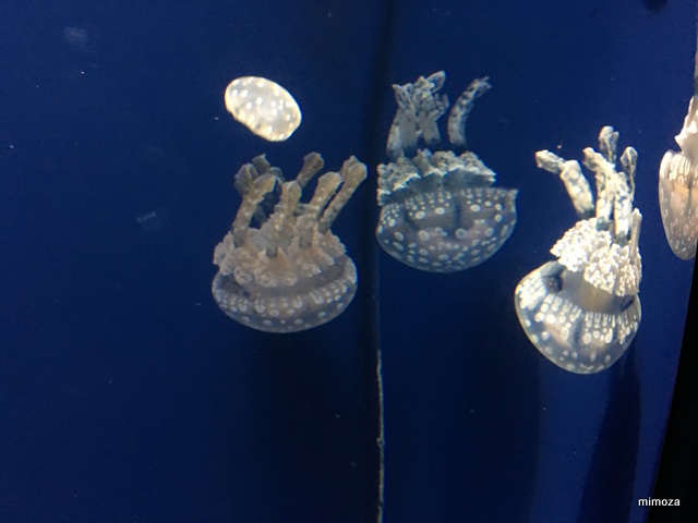 f:id:mimozaai:20190428205938j:plain