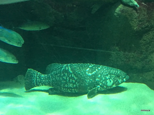 f:id:mimozaai:20190428205948j:plain