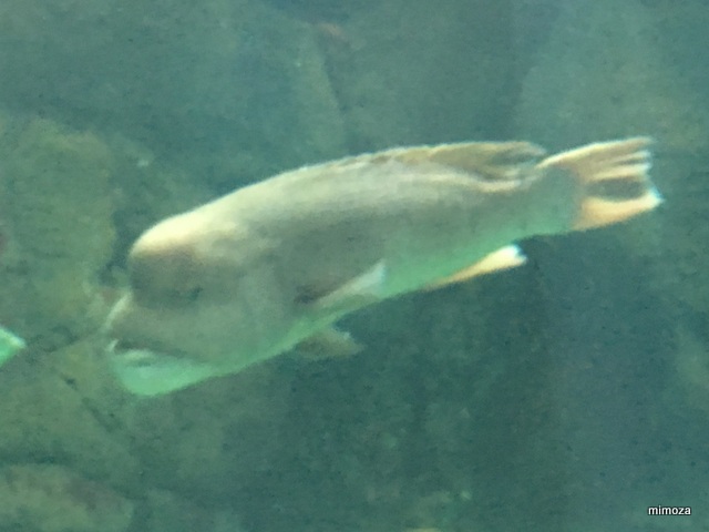 f:id:mimozaai:20190428205957j:plain