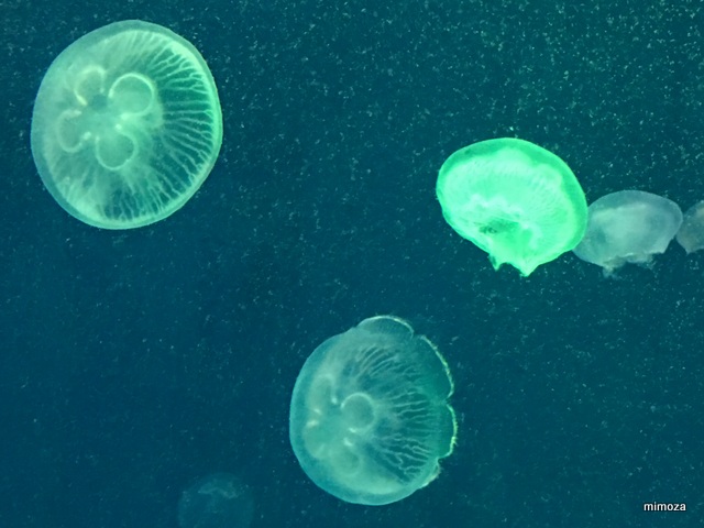 f:id:mimozaai:20190428210038j:plain