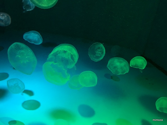 f:id:mimozaai:20190428210049j:plain