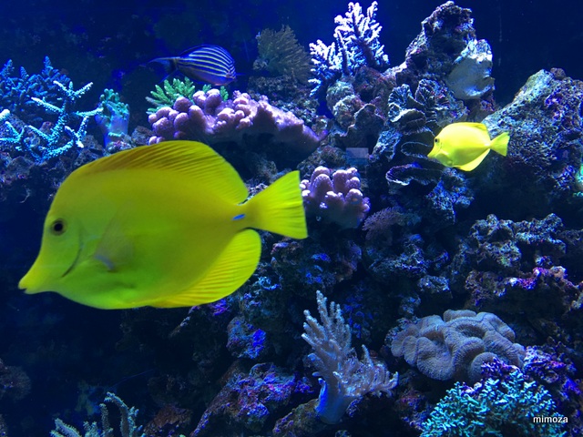 f:id:mimozaai:20190428210135j:plain