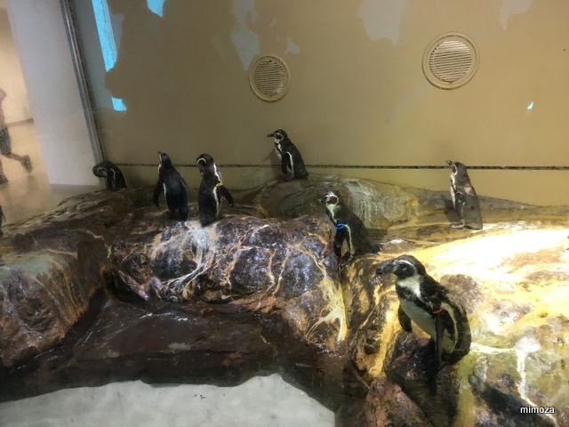 f:id:mimozaai:20190428210150j:plain