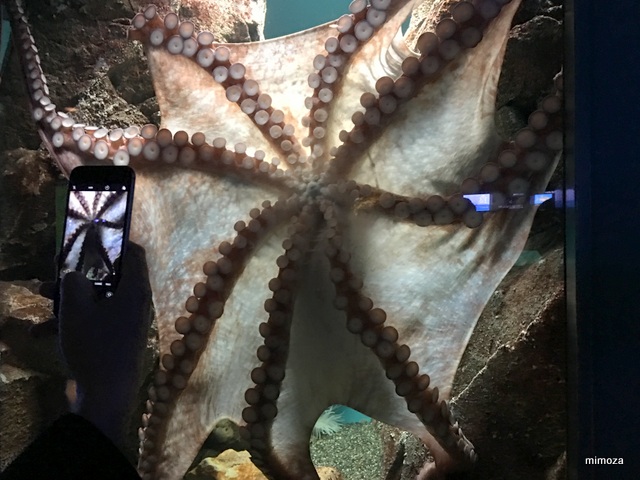 f:id:mimozaai:20190428210223j:plain