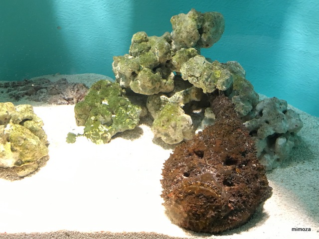 f:id:mimozaai:20190428210235j:plain