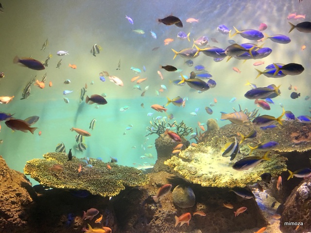 f:id:mimozaai:20190428210344j:plain