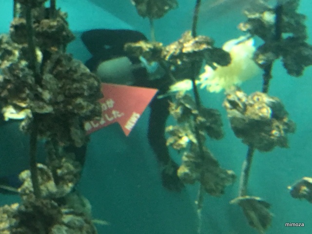 f:id:mimozaai:20190428210358j:plain