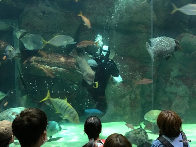 f:id:mimozaai:20190428210413j:plain