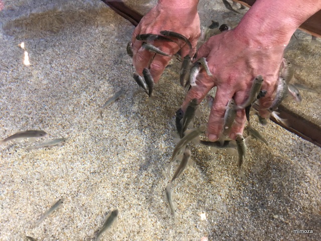 f:id:mimozaai:20190428210505j:plain