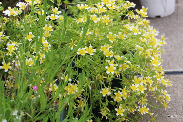 f:id:mimozaai:20190430203220j:plain f:id:mimozaai:20190430203220j:plain