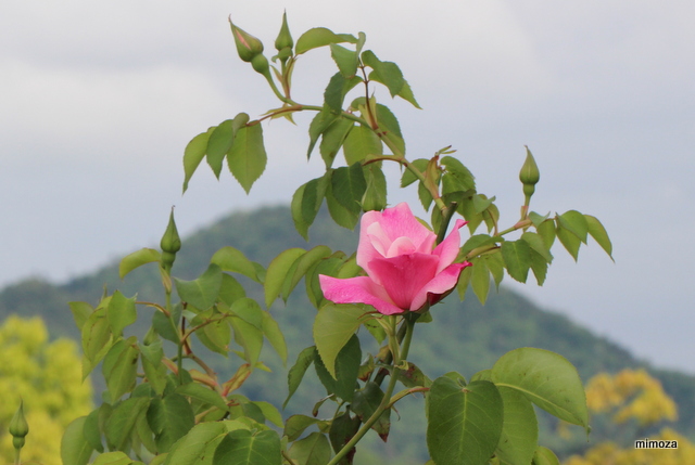 f:id:mimozaai:20190430215430j:plain f:id:mimozaai:20190430215430j:plain