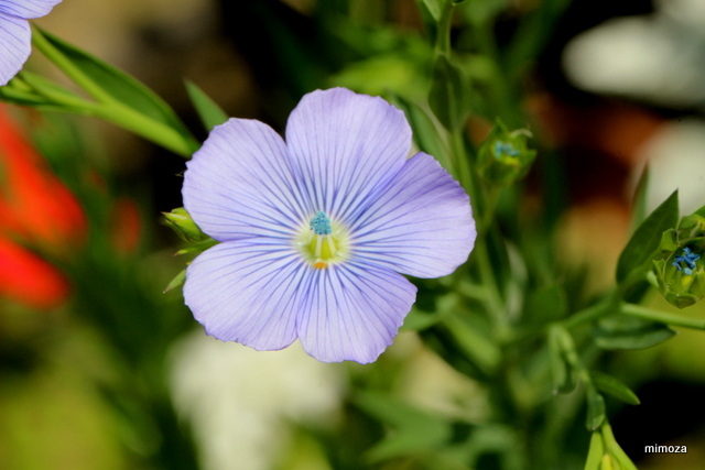 f:id:mimozaai:20190502203131j:plain f:id:mimozaai:20190502203131j:plain
