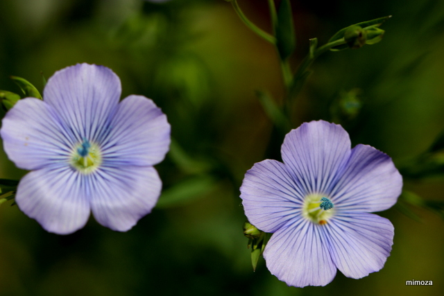 f:id:mimozaai:20190502203148j:plain f:id:mimozaai:20190502203148j:plain