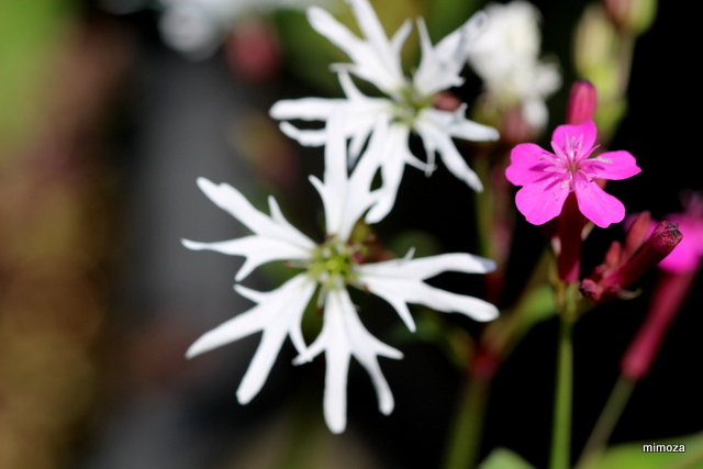 f:id:mimozaai:20190502203200j:plain f:id:mimozaai:20190502203200j:plain