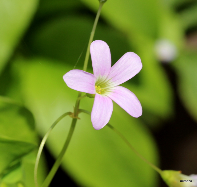 f:id:mimozaai:20190502203318j:plain f:id:mimozaai:20190502203318j:plain