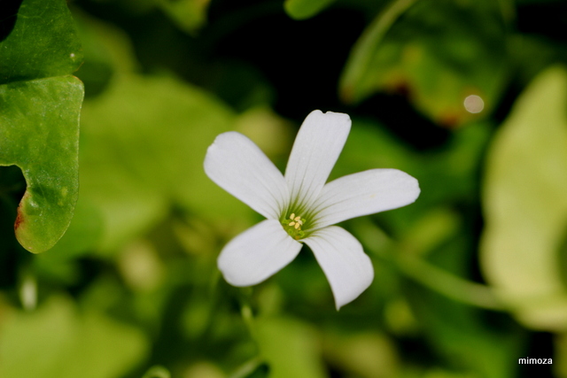 f:id:mimozaai:20190502203327j:plain f:id:mimozaai:20190502203327j:plain
