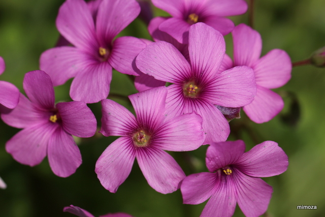 f:id:mimozaai:20190502203354j:plain f:id:mimozaai:20190502203354j:plain